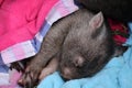 Cute little Wombat close up in Tasmania, Australia Royalty Free Stock Photo