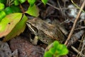 Wood frog with a brown camouflage in fallen leaves among branches Royalty Free Stock Photo