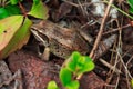 Wood frog with a brown camouflage in fallen leaves among branches Royalty Free Stock Photo