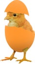 Cute little yellow baby chick come out of a broken colourful painted Easter egg isolated on white transparent background PNG Royalty Free Stock Photo