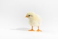 Cute little yellow baby chicken isolated on white background Royalty Free Stock Photo