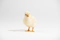 Cute little yellow baby chicken isolated on white background Royalty Free Stock Photo