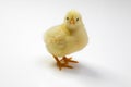 Cheerful Easter Chick: Yellow Baby Chicken on White Background Royalty Free Stock Photo