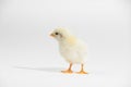 Cute little yellow baby chicken isolated on white background Royalty Free Stock Photo