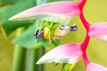 Cute little yellow and black bird feeding on a tropical pink flower Royalty Free Stock Photo