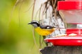 Cute little yellow and black bird perched on a bird feeder with a blurred background. Royalty Free Stock Photo