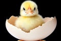 Cute Little Yellow Chick Emerging from Broken White Egg Shell Against Dark Background Royalty Free Stock Photo