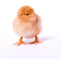 Cute little yellow chick on a white background Royalty Free Stock Photo