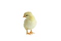 French Splash Copper Maran Chick Isolated over a White Background Royalty Free Stock Photo