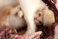 Cute Little Yellow Kitten Blue Eyes