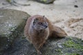 Cute little yellow mongoose meerkat sitting on a rock outdoors looking at something Royalty Free Stock Photo