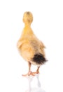 Newborn duckling on white background