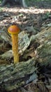 Little Yellow and Orange Mushroom Royalty Free Stock Photo