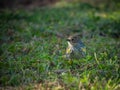 Cute little Yellow-rumped warbler Royalty Free Stock Photo