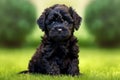 Cute little york poop puppy on green grass outdoors in summer. AI generated