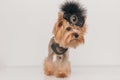 Cute little yorkie dog with black accessories looking to side and walking Royalty Free Stock Photo