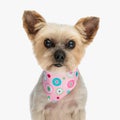 cute little yorkie dog with pink bandana looking forward and sitting Royalty Free Stock Photo