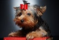 Cute little yorkie dog. Royalty Free Stock Photo