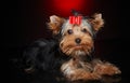 Cute little yorkie dog. Royalty Free Stock Photo