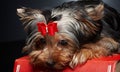 Cute little yorkie dog. Royalty Free Stock Photo