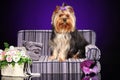 Cute little yorkie dog sits Royalty Free Stock Photo