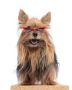 cute little yorkie dog with triangle sunglasses sticking out tongue and panting Royalty Free Stock Photo