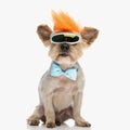 cute little yorkie dog wearing glasses, bowtie and punk wig Royalty Free Stock Photo