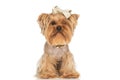 Cute little yorkie puppy with bow and golden collar around neck Royalty Free Stock Photo