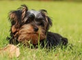 Adorable yorkie dog laying in the grass