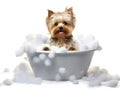 Cute little Yorkshire Terrier dog in a bath with foam, isolated on white background, cute pet concept, realistic 3d illustration,
