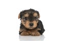 Cute little yorkshire terrier dog laying down Royalty Free Stock Photo