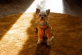 Cute little Yorkshire Terrier dog sits in a sunny room Funny puppy doggy at home Royalty Free Stock Photo