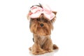 Cute little yorkshire terrier dog wearing a pink bow Royalty Free Stock Photo
