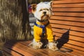 A cute little Yorkshire Terrier dog in a yellow sweatshirt sits on wooden bench. Royalty Free Stock Photo