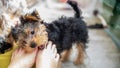 Cute little Yorkshire terrier puppy, black and tan, biting the toes of his mistress Royalty Free Stock Photo