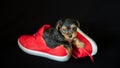Cute little Yorkshire terrier puppy, black and tan, in a pair of red shoes, chewing on the laces, on black background