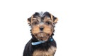 Cute little yorkshire terrier puppy with blue collar