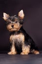 Cute little yorkshire terrier puppy sitting on dark background and looking right to the camera. Royalty Free Stock Photo