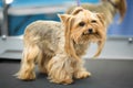 Cute little yorkshire terrier puppy on the table in grooming salon at vet clinic.Take care of dog in professional Royalty Free Stock Photo