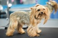 Cute little yorkshire terrier puppy on the table in grooming salon at vet clinic.Take care of dog in professional Royalty Free Stock Photo
