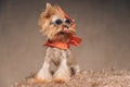 Cute little yorkshire terrier puppy with tongue out licking nose and looking to side