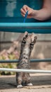 Cute little young black and white tiger cat with blue eyes standing on hind legs. Girl with pencil in hand plays with cat Royalty Free Stock Photo