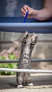 Cute little young black and white tiger cat with blue eyes standing on hind legs. Girl with pencil in hand plays with cat Royalty Free Stock Photo