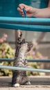 Cute little young black and white tiger cat with blue eyes standing on hind legs. Girl with pencil in hand plays with cat Royalty Free Stock Photo