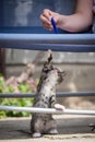 Cute little young black and white tiger cat with blue eyes standing on hind legs. Girl with pencil in hand plays with cat Royalty Free Stock Photo