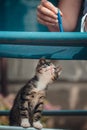 Cute little young black and white tiger cat with blue eyes standing on hind legs. Girl with pencil in hand plays with cat Royalty Free Stock Photo
