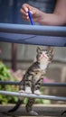 Cute little young black and white tiger cat with blue eyes standing on hind legs. Girl with pencil in hand plays with cat Royalty Free Stock Photo