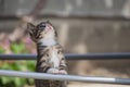 Cute little young black and white tiger cat with blue eyes standing on hind legs and looking up Royalty Free Stock Photo