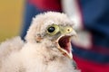 Cute little young kestrel nestling captured for ringing