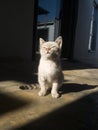 A cute little young kitten sits on the concrete floor between the light and shadow